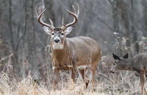 How To Get A Big Buck Jim Collyer