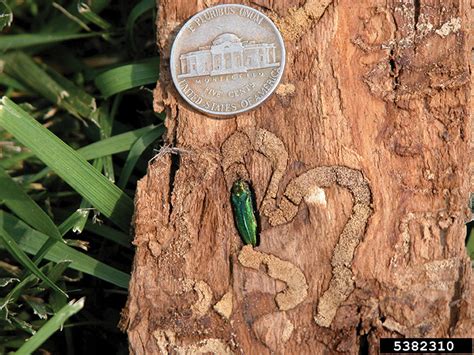 The Emerald Ash Borer