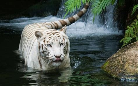 Tiger In Waterfall Tiger In Water Animals Beautiful Animals Wild