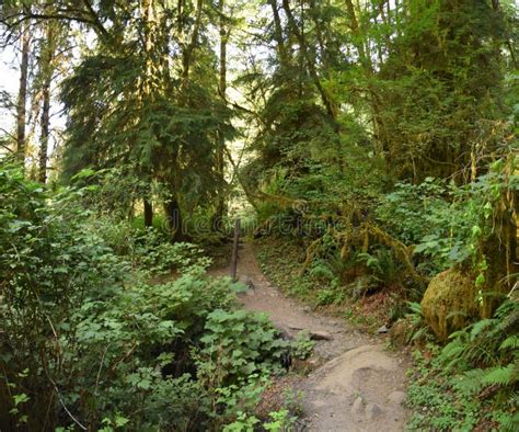 Hiking Trail Views At Sweet Creek Falls Waterfall Complex Near Mapleton