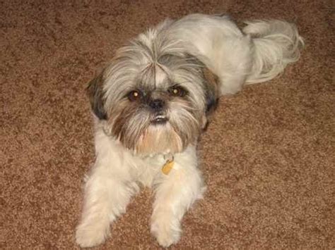 35 Unreal Shih Tzu Cross Breeds You Have To See To Believe Shih Tzu