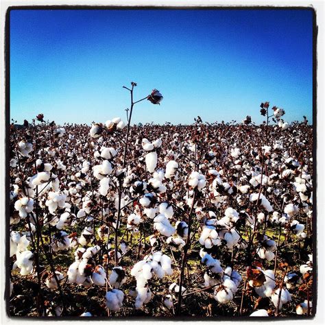 Cotton Field Photograph By Will Felix Fine Art America
