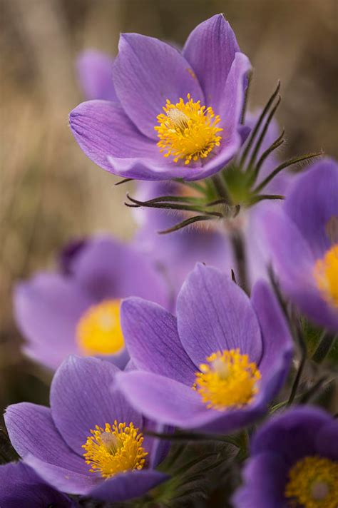 Prairie Crocus Photograph Purple Crocus Yukon Canada By Robert