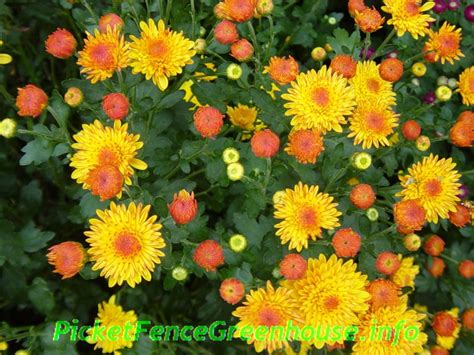 How To Grow Mums Nothing Fall Like Mums Also Called