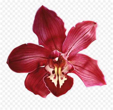 Cymbidium Orchid Orchids Orchidaceae Emojiorchid Emoji Free