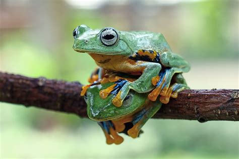 Frogs Frog Hd Wallpaper Peakpx