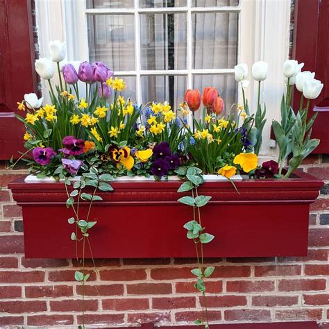 Isabella J Meyer Best Spring Flowers For Window Boxes 24 Window Box
