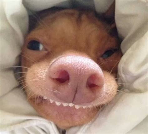 21 Hilarious Dogs Toothy Smiling Dogs Addict