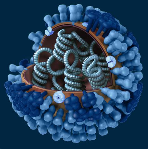 As of 2009, the known siv strains include influenza c and the subtypes of influenza a known as h1n1, h1n2, h2n1, h3n1, h3n2, and h2n3. CDC H1N1 Flu | Images of the H1N1 Influenza Virus