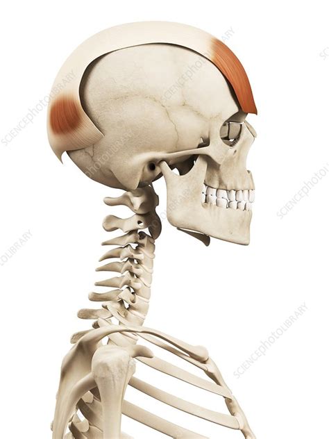 Human Head Muscles Illustration Stock Image F0127753 Science