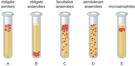 Oxygen Requirements For Microbial Growth Microbiology