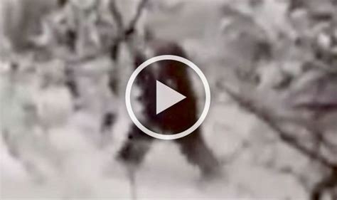 Video Shocking New Footage Claims To Prove The Existence Of The Yeti