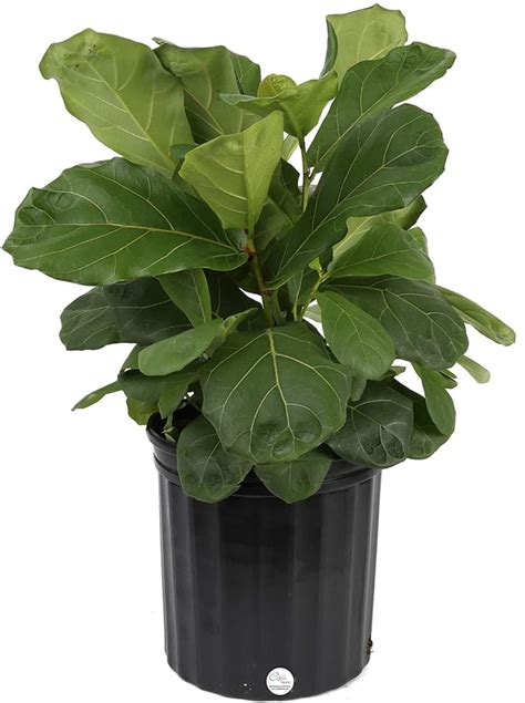 We did not find results for: Fiddle Leaf Fig Care: How to Grow & Maintain a Ficus ...