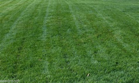 Types Of Grass Found In South Jersey Lawns Oakshade Nursery