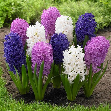 Hyacinths start their lives in your garden as perennial bulbs. Hyacinth flowers | Flower garden, Longfield gardens ...