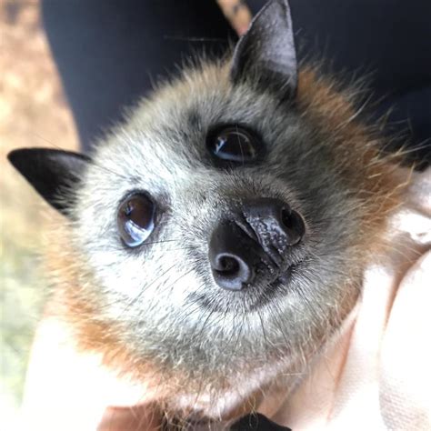 Flying Fox Bat Face Hot Sex Picture