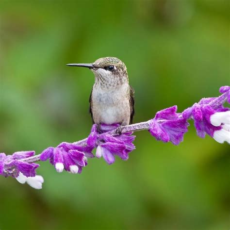 30 Brilliant Ways To Attract Hummingbirds To Your Backyard How To