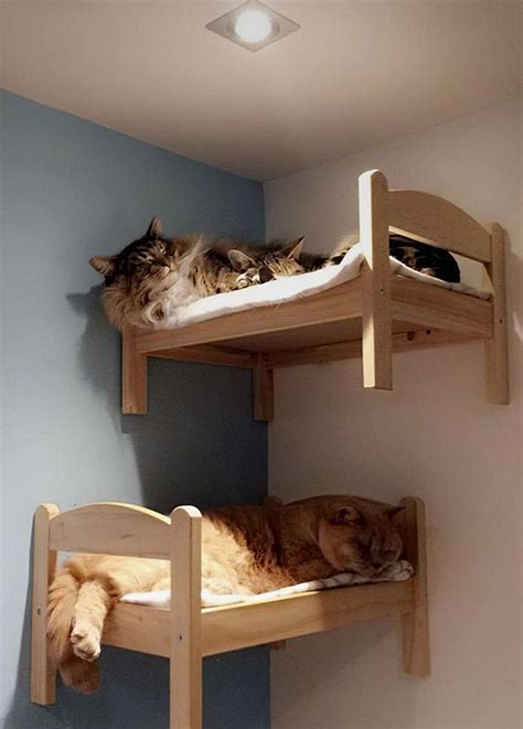 Wma Cat Bed Cat Ts Cat Wall Bed Wall Shelf Wall Shelves Animal