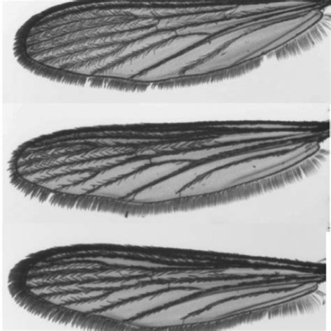 Photographs Of A Wing Of Each Of The Mosquitoes Culex Pipiens