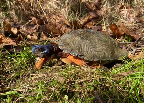 Development And Poaching Erasing Years Of Work To Protect Wood Turtles