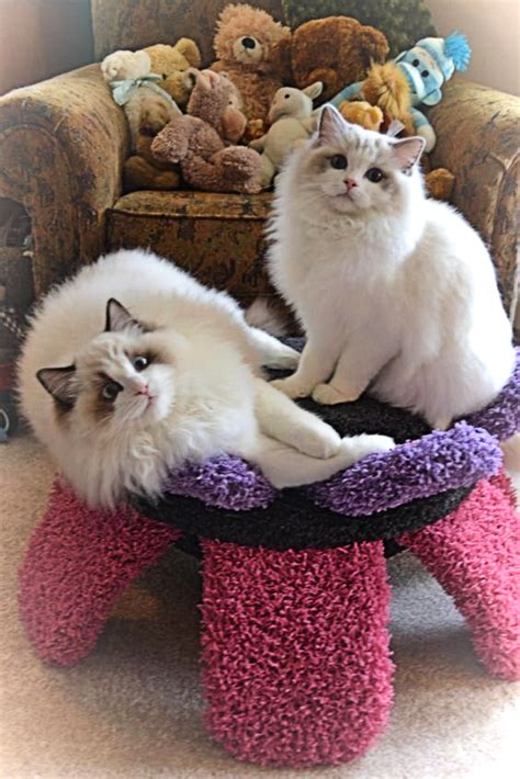 The Legendary Ragdoll Cat Hubpages