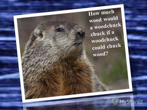 How Much Wood Could A Woodchuck Chuck If A Woodchuck Could Chuck Wood Siri