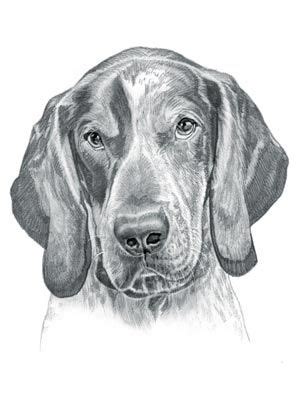 Check for the name of the breed or the likeness. Coon Dog Drawings at PaintingValley.com | Explore ...
