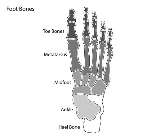 Foot Bones Labeled