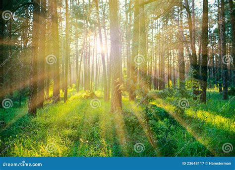 Pine Forest Slender Tall Trees Deciduous Forest Deforestation
