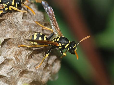 Dishonesty Is Aggressively Punished In The World Of Paper Wasps