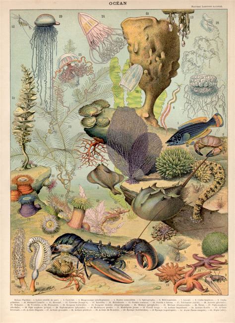 1897 Sea Creatures Antique Print Ocean Vintage Lithograph Etsy España