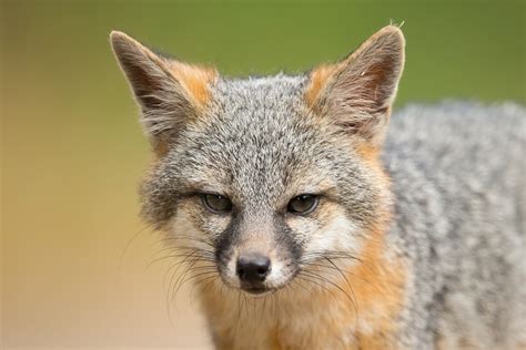 Fox Mating Behavior Facts Ecology Seasons And Faq Pet Keen