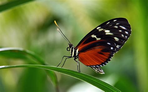 Wallpaper Butterfly Grass Leaves Patterns Wings 1680x1050