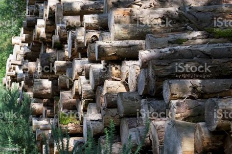 Logs Cut And Stacked In A Pile At Forest Woodlands Stock Photo
