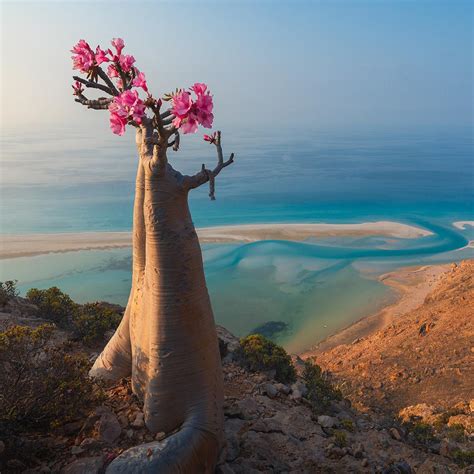 A Desert Rose In Yemen In The Background The Arabic Sea [oc] [1080x1080] R Earthporn