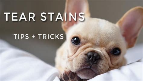 Tear Stains Our Top Tips And Tricks Buldog Dog Tear Stains French
