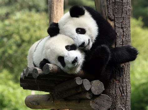 Free Download Cute Baby Panda 8275 Hd Wallpapers In Animals Imagescicom