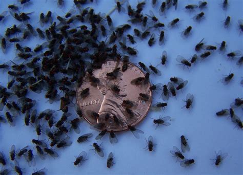 I Get These Tiny Little Fly Gnats They Could Fit Into A 332 Square