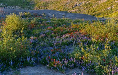Mountain Flowers At Mount Saint Helens Stock Photo Image Of Abstract
