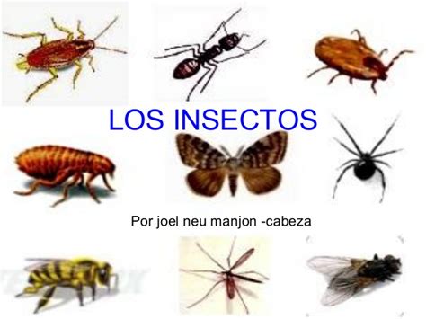 Los Insectos Zoología Grupo De Artrópodos Wikisabio