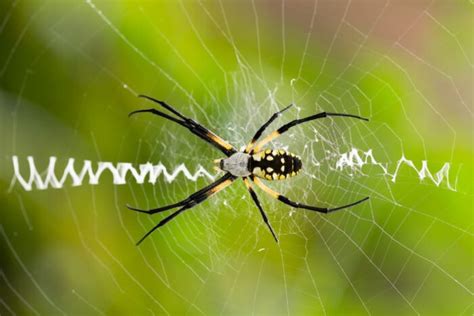 Venomous Spiders In Virginia Danger Lurks Among Us
