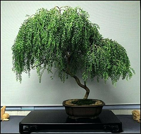 Bonsai Dwarf Weeping Willow Tree Cutting Mature Look