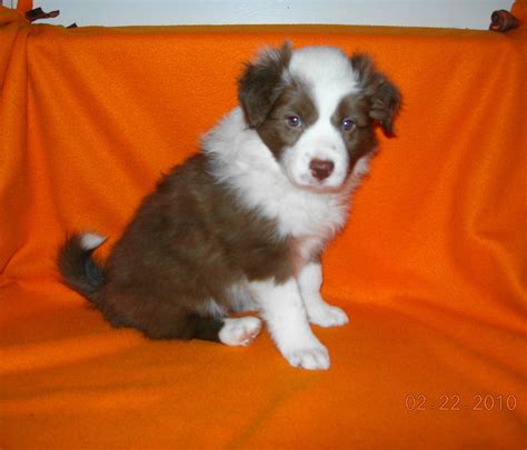 A Brown And White Puppy Sitting On An Orange Blanket