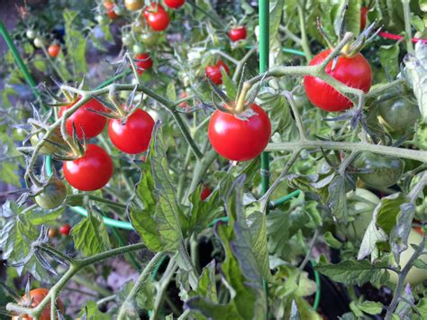 Tomato Late Blight Season is Upon Us! | The Garden Hotline