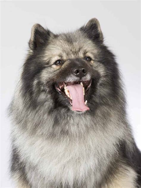 Keeshond A German Spitz Breed With A Mask That Covers Its Face