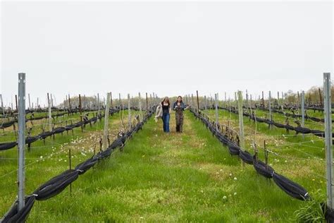 The Next Chapter For The Wineries On Long Islands North Fork