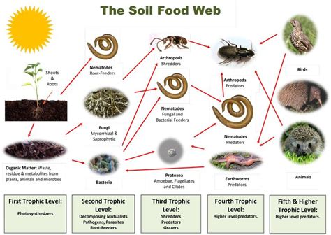 What Makes A Healthy Soil Foodweb Web Soil Food Web Soil Food Web