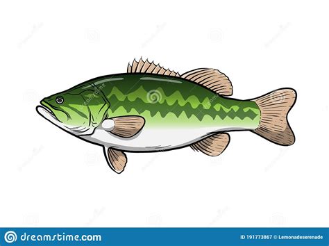 Largemouth Bass Fish Hand Drawn Vector Illustration Of A Largemouth