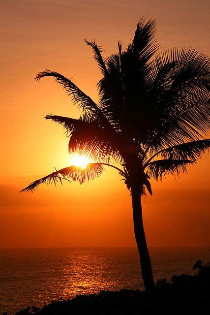 Sunset Behing A Palm Tree Bali Palm