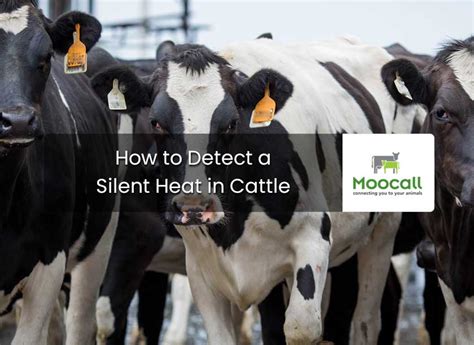 How To Detect A Silent Heat In Cattle